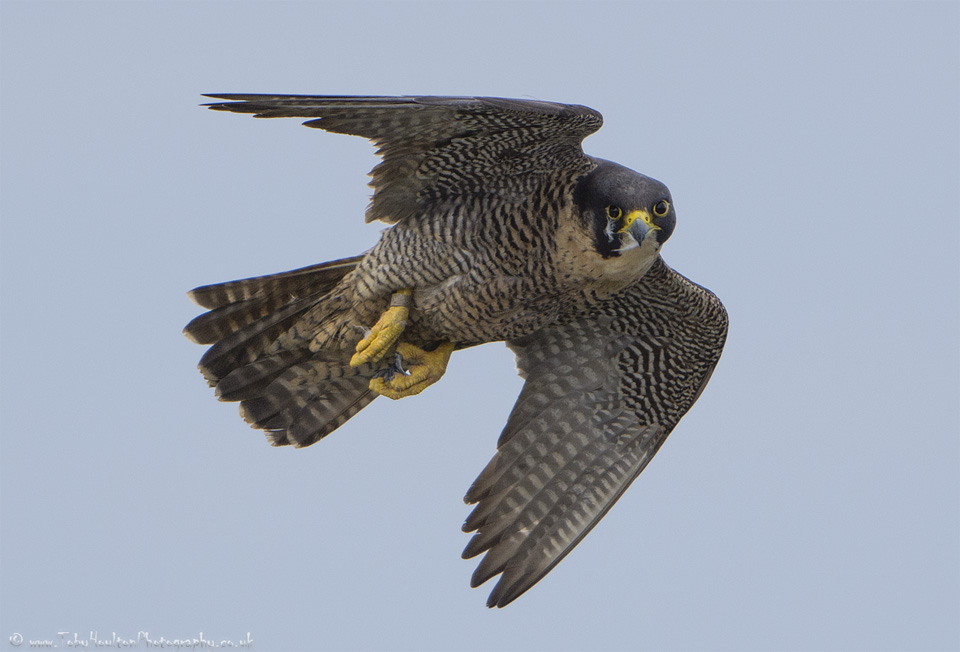 Peregrine Falcon checking us out