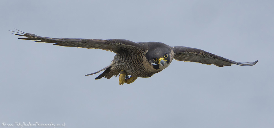 Spotted by a Peregrine Falcon