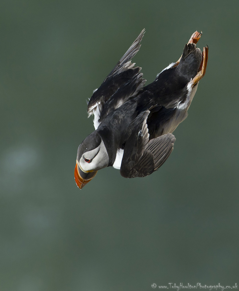 Puffin - mid dive