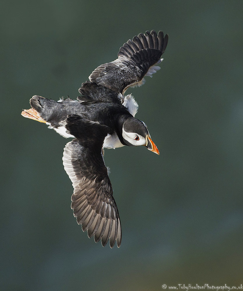 Flying Puffin