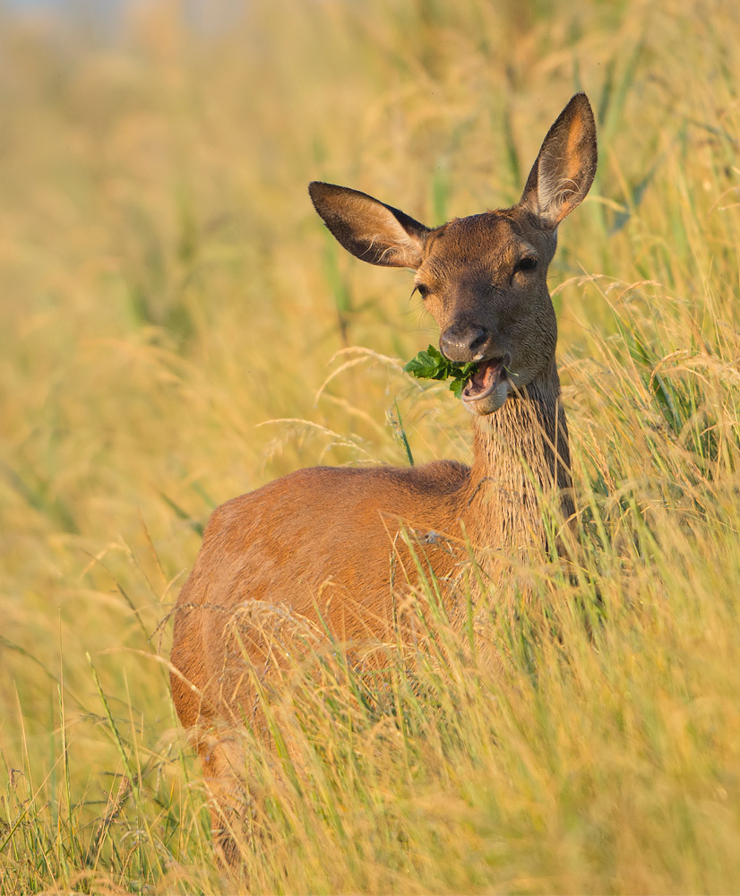 Red Deer hind chewing