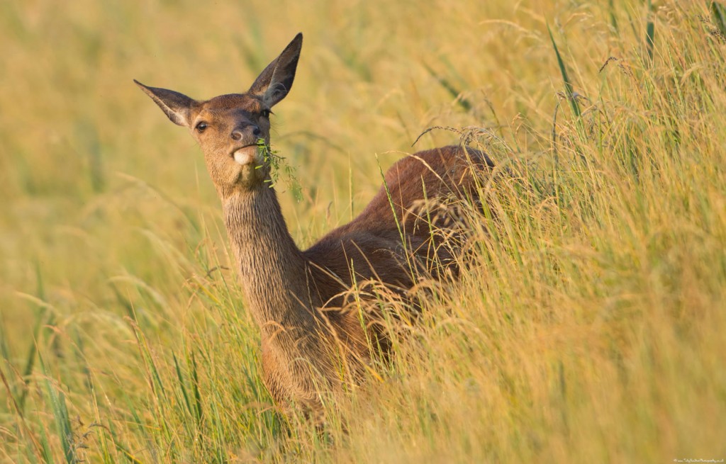 Red Deer hind feeding