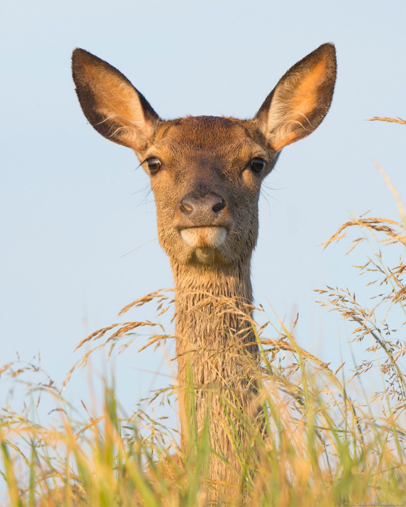 Red Deer hind alert to possible danger