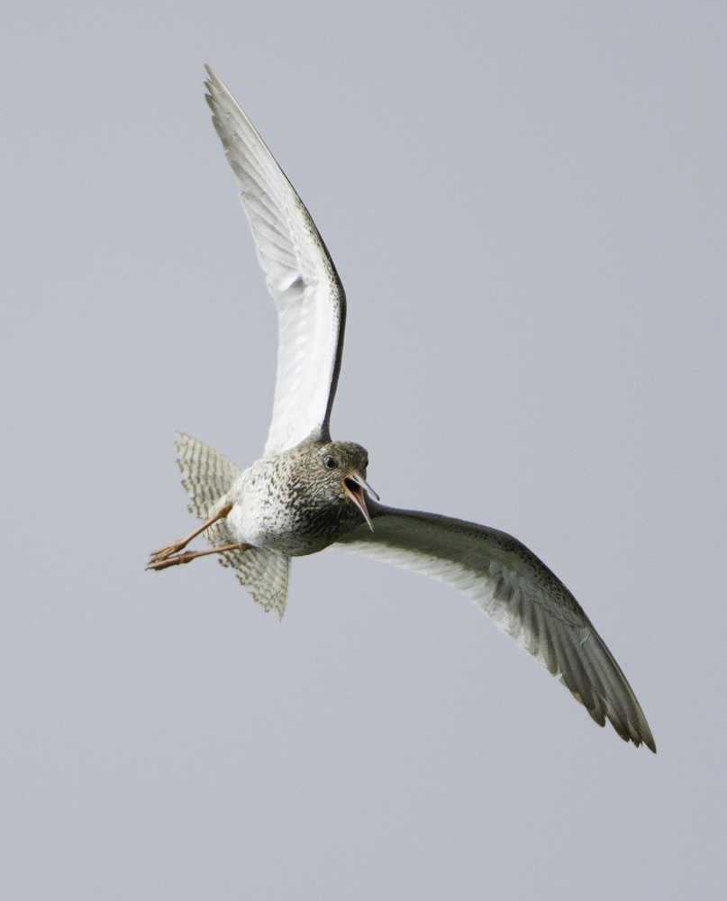 Redshank alarm call