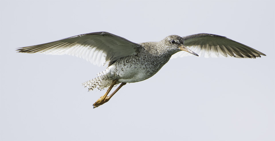 Redshank in flight