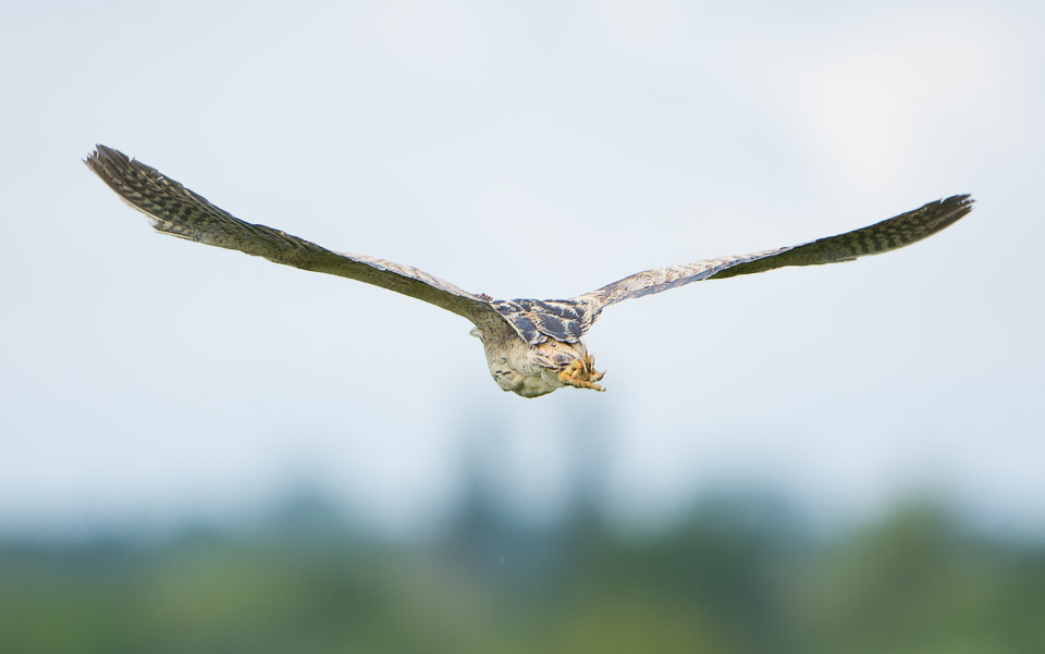 Bittern missed shot, Minsmere