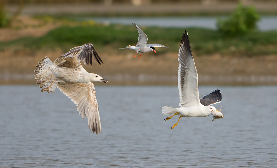 The chase is on - a chick has been taken