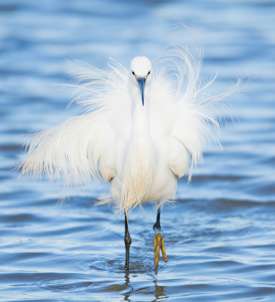 Posing Little Egret, Minsmere