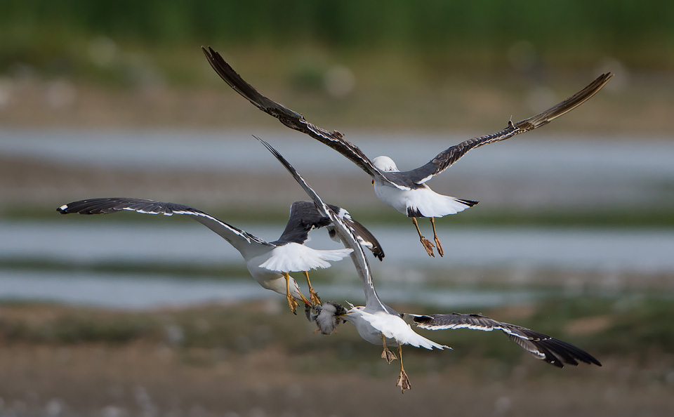 Mid air tussle for a Tern chick