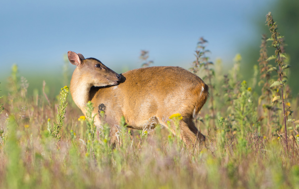 Muntjac grooming, Minsmere