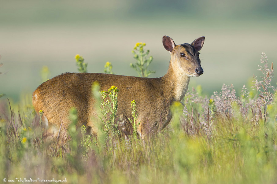 Muntjac in morning sun, Minsmere