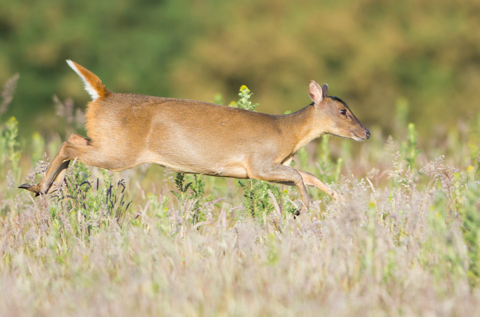 Muntjac running in morning sun, Minsmere