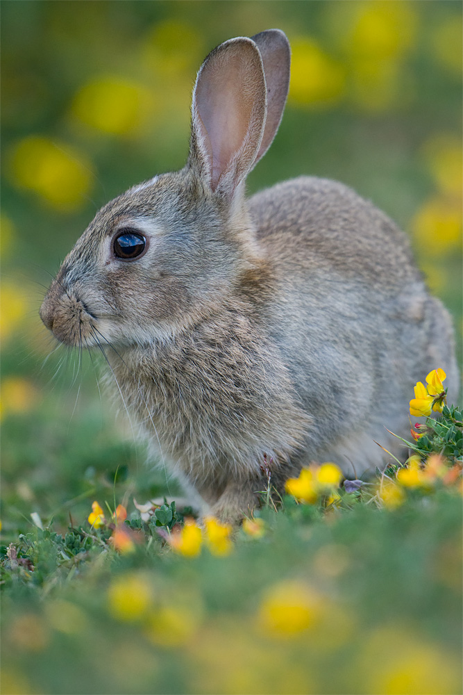 Rabbit Portrait, Minsmere