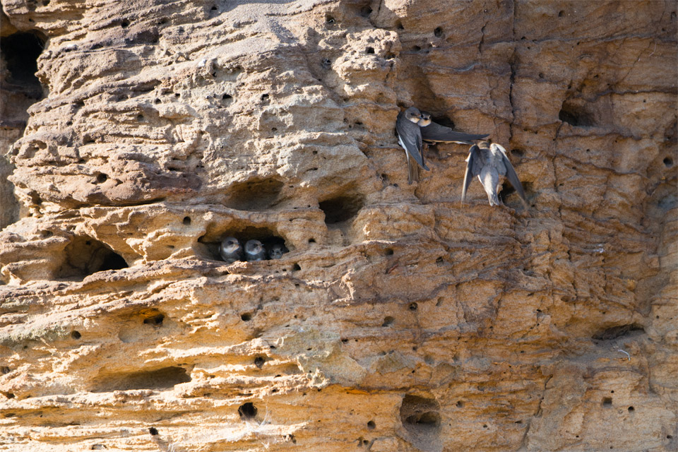 Sand Martins at nest bank, Minsmere