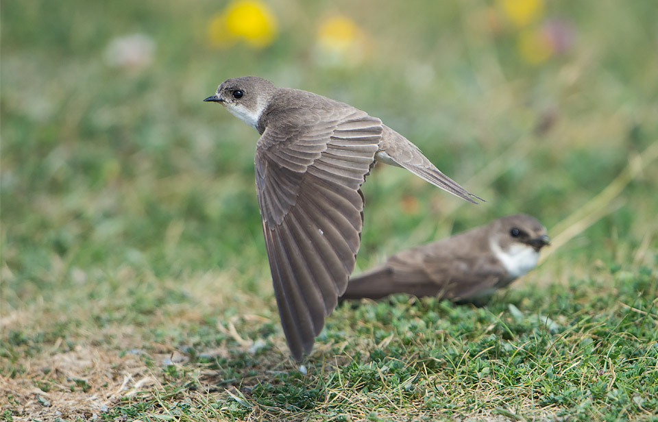 Recently fledged Sand Martins, Minsmere