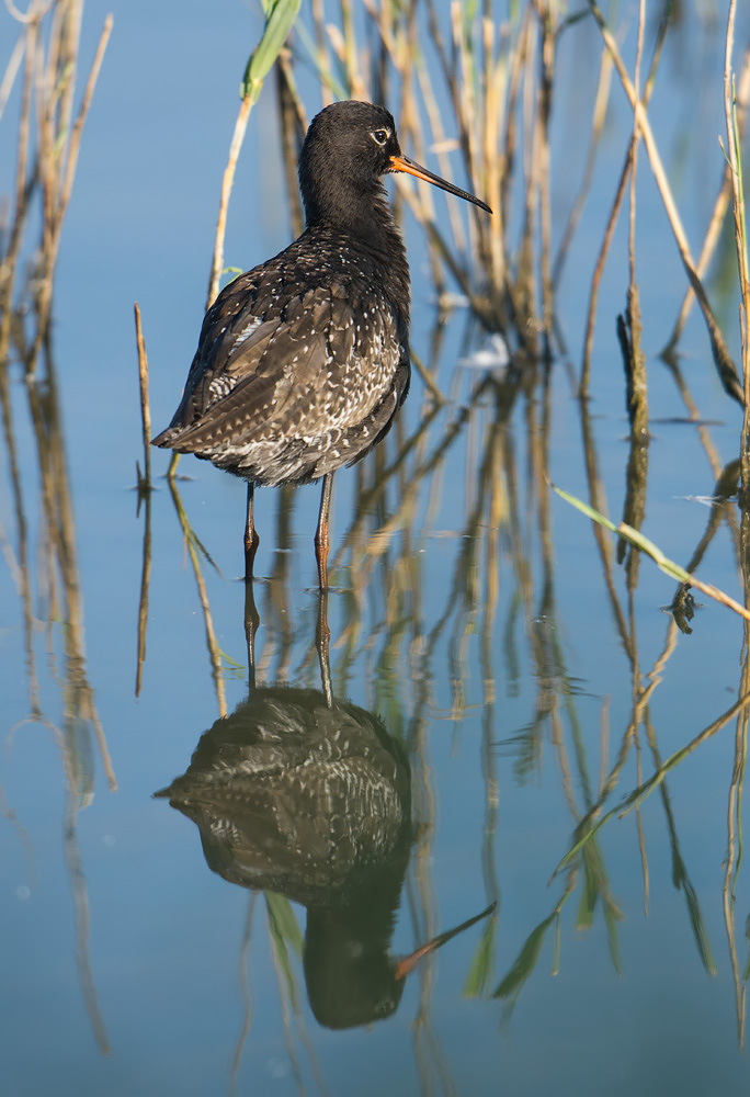 Spotted Redshank reflection, Minsmere