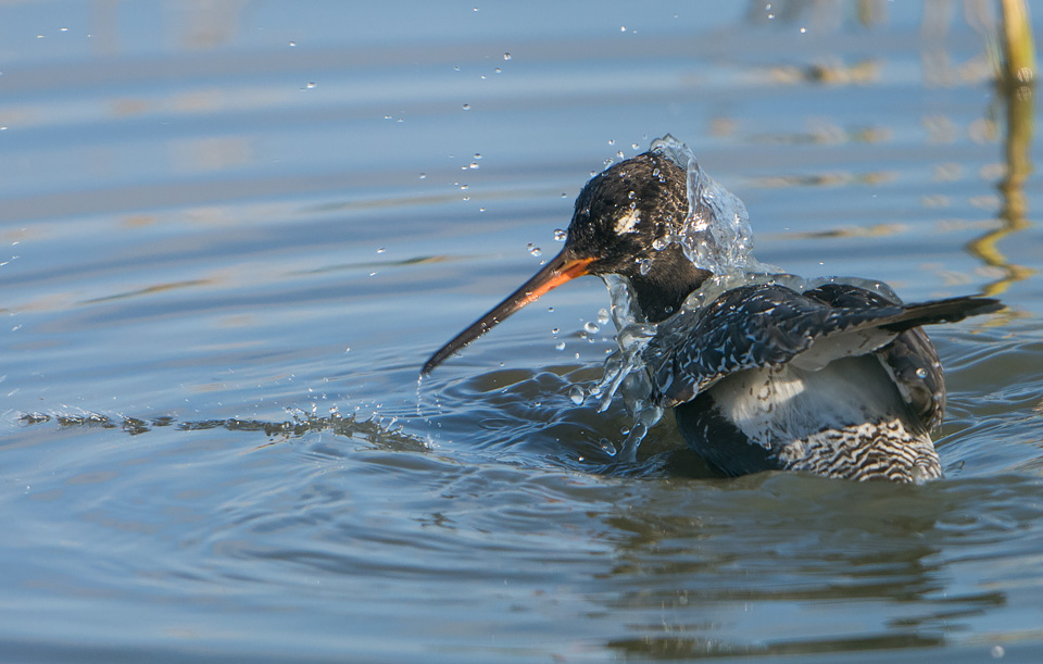 Spotted Redshank bathing, Minsmere