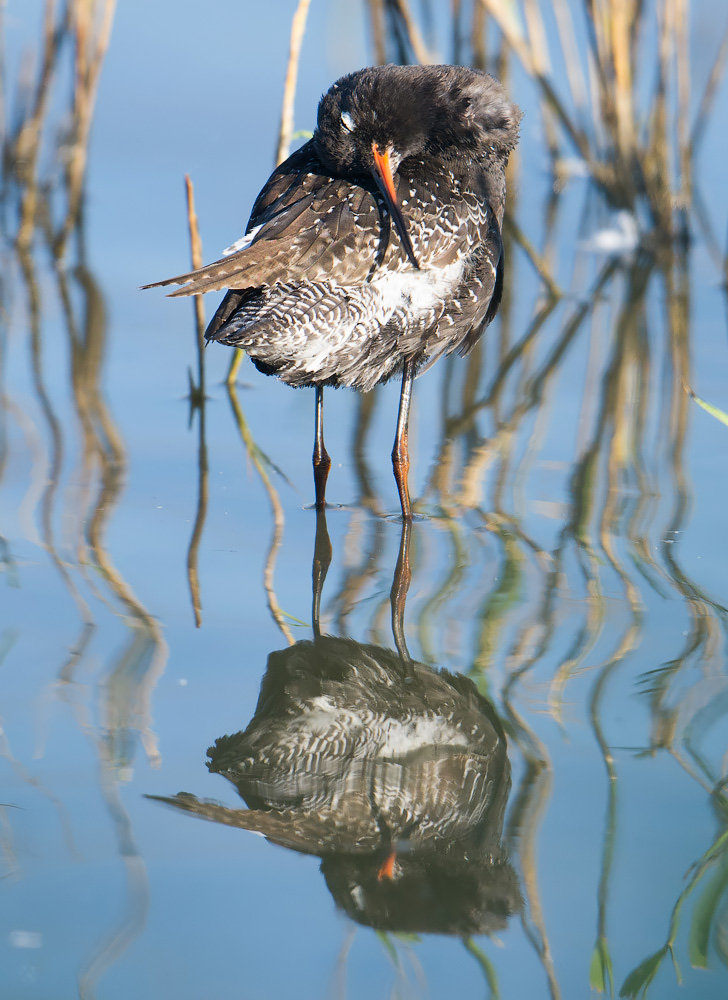 Spotted Redshank preening, Minsmere