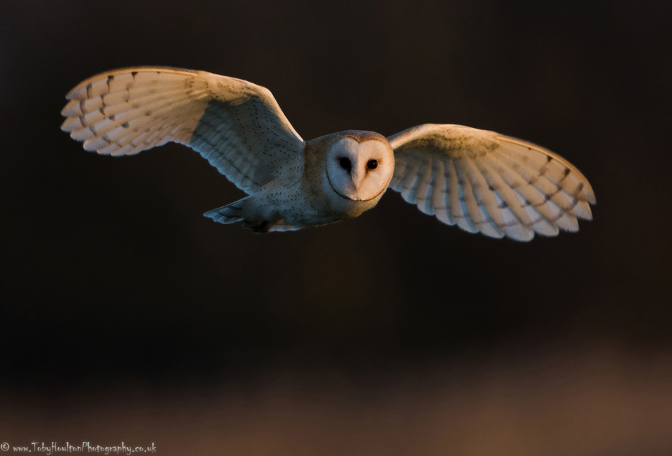 Barn Owl eye contact