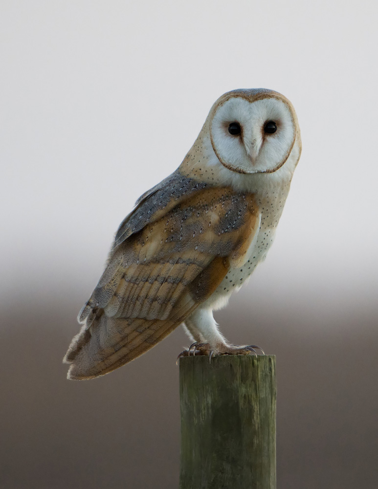 Barn Owl in perfect pose