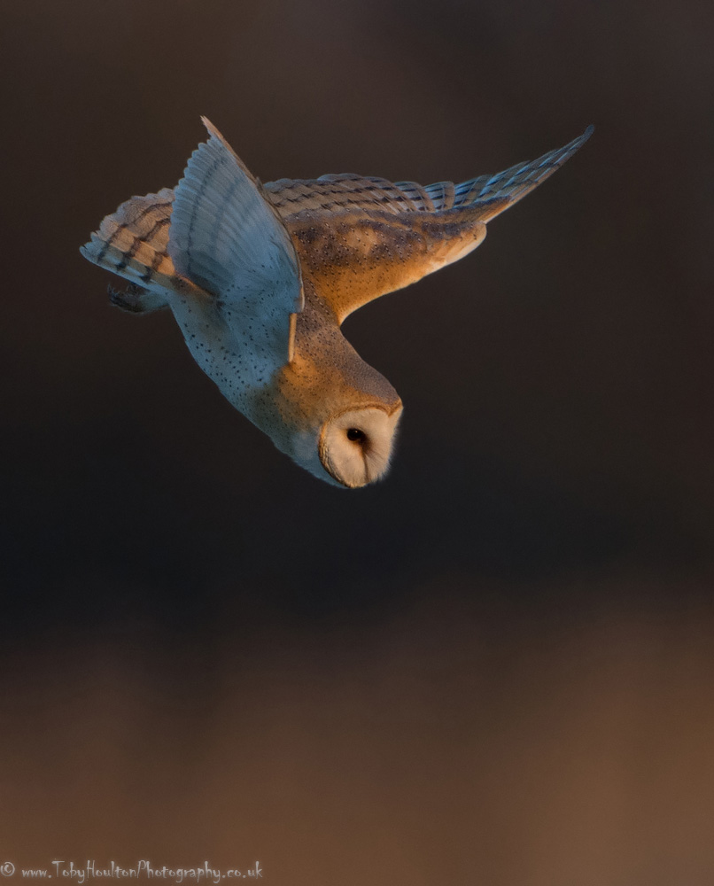 Barn Owl diving after prey