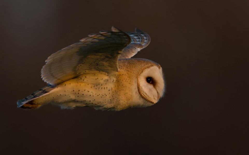 Barn Owl at sunset