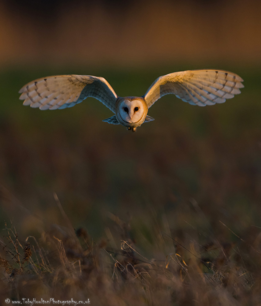 Barn Owl incoming!