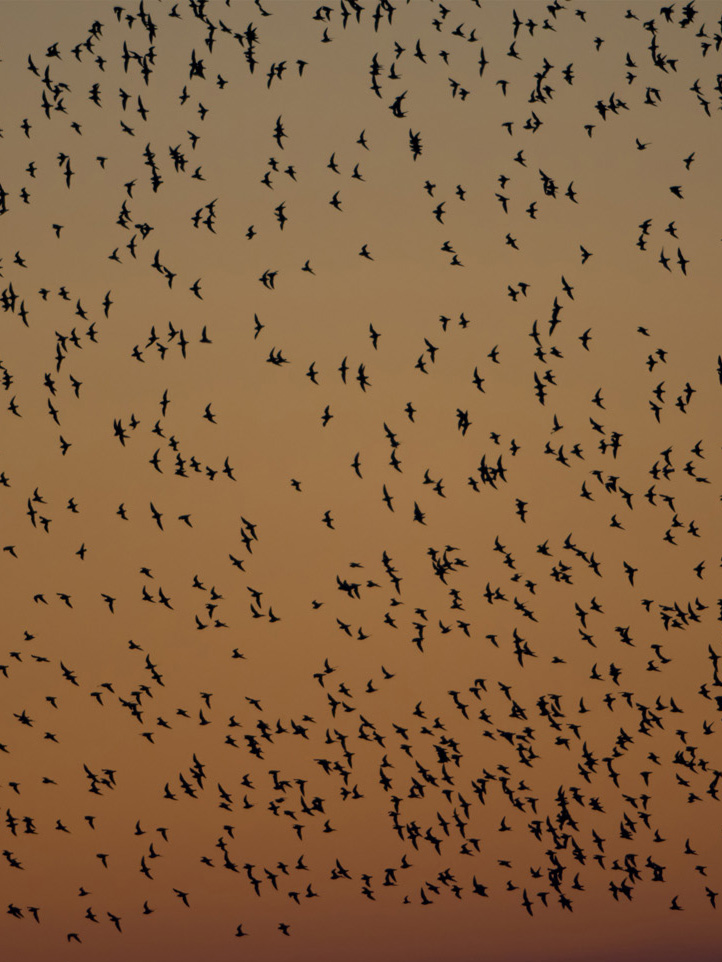 Golden Plover flock at dawn