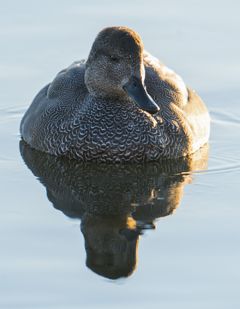 Gadwall head on