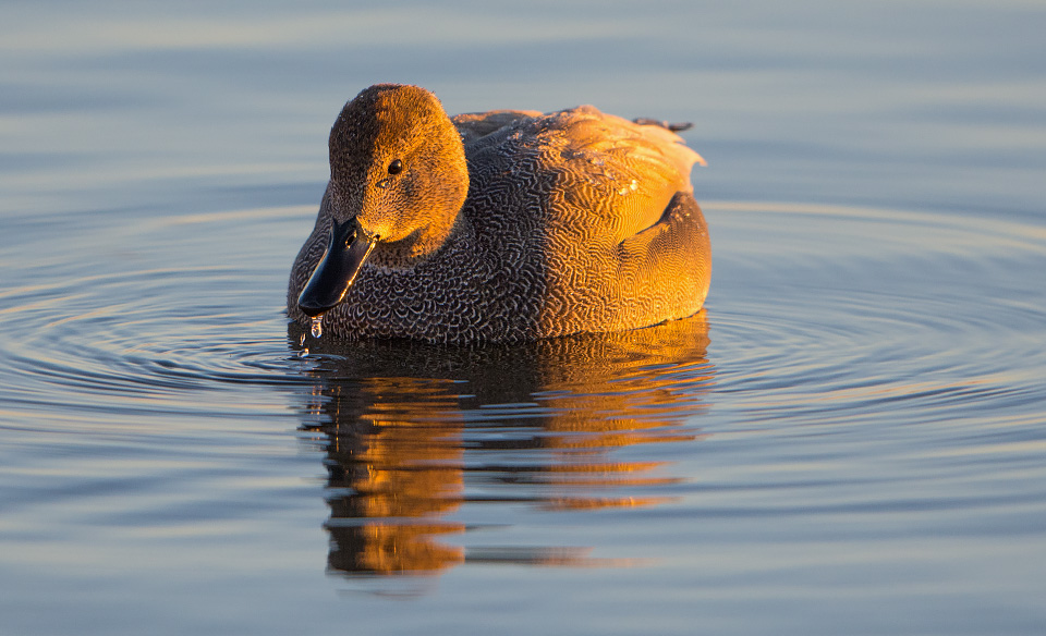 Gadwall at sunrise