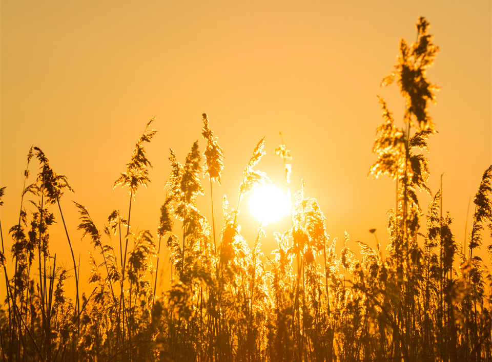 Reedbed at sunset