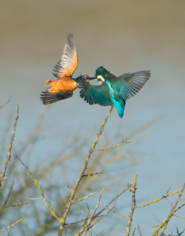 Kingfisher Fight (large crop)