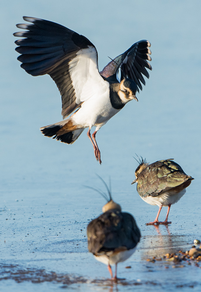 Lapwings on ice