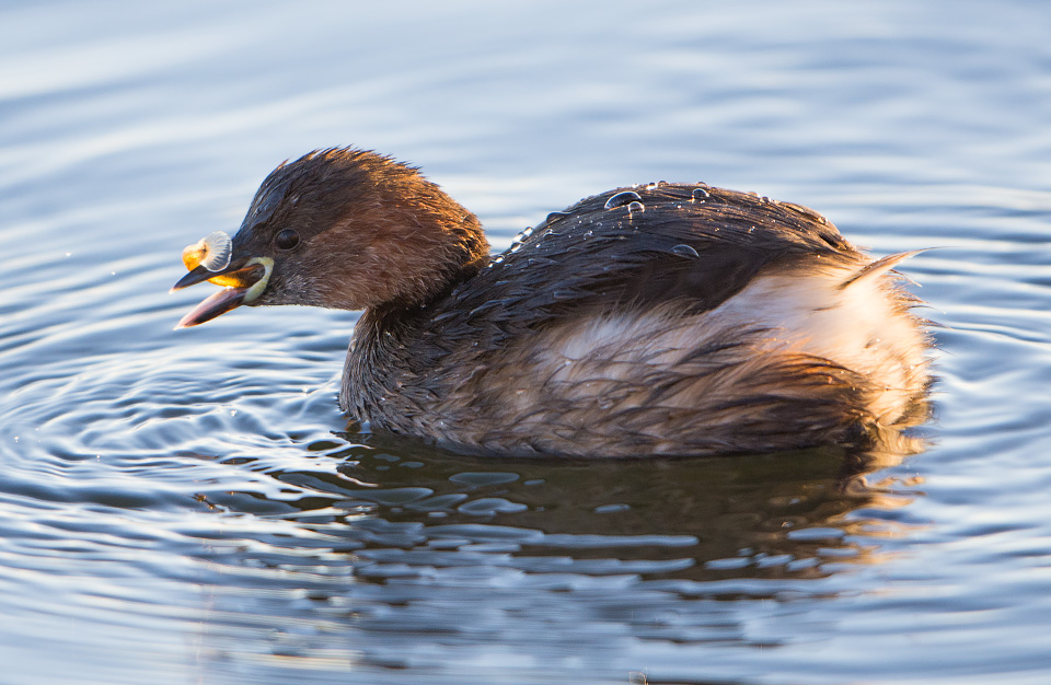 Little Grebe with fish