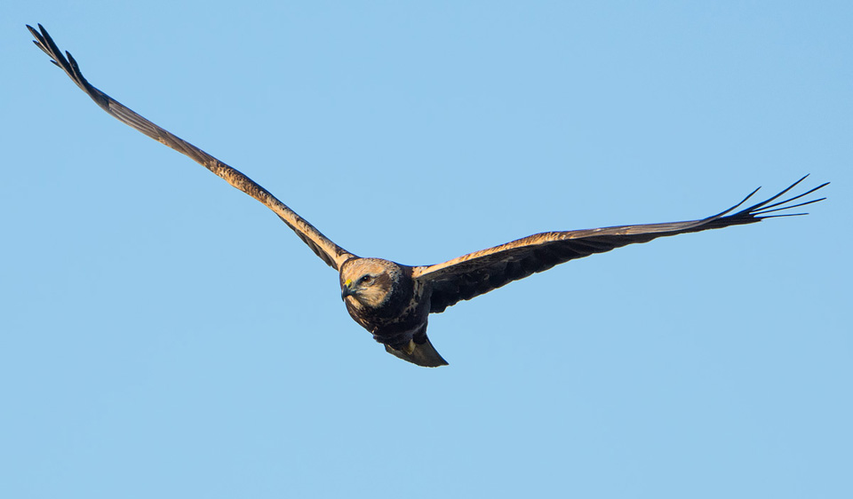 Marsh Harrier on the hunt