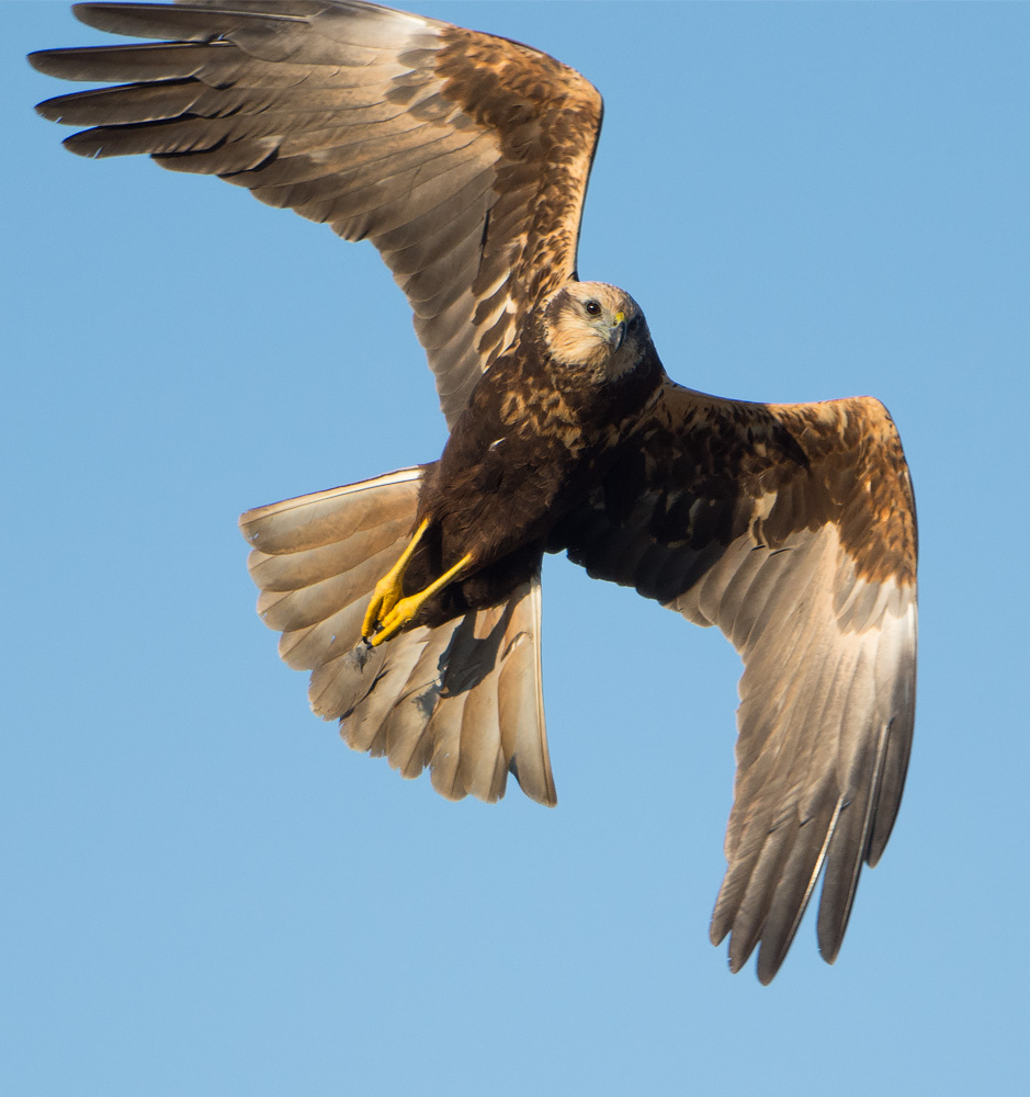 Marsh Harrier in flight