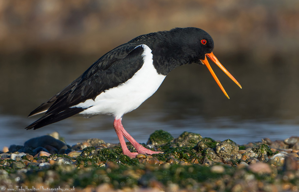 Oystercatcher calling 