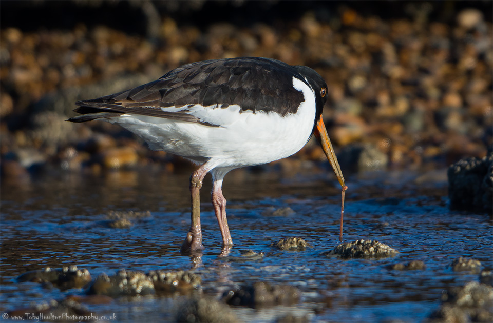 Oystercatcher pulling worm