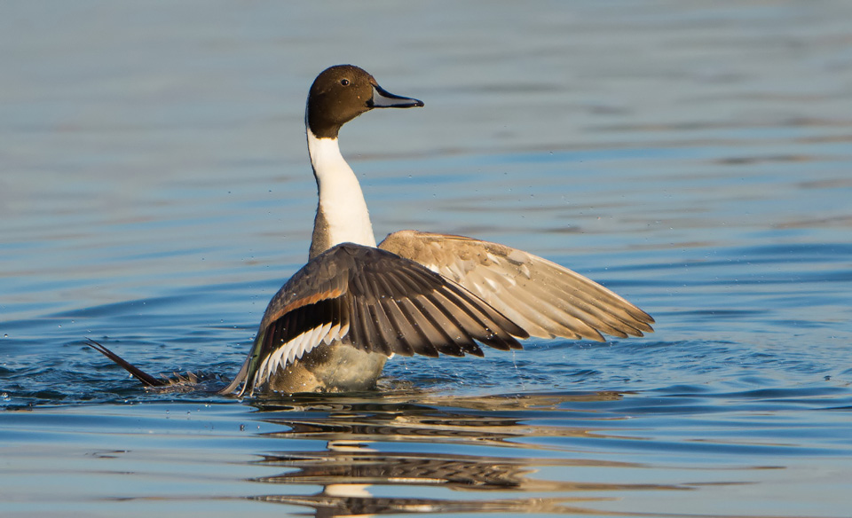 Pintail washing