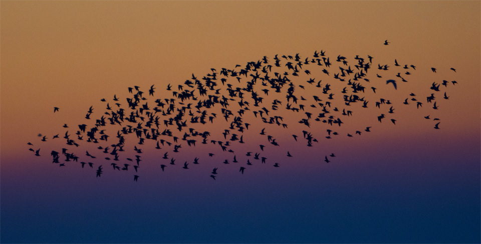 Dawn flock