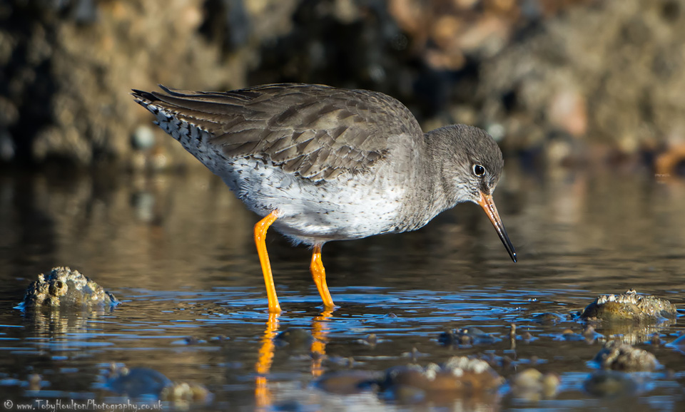 Redshank looking for food