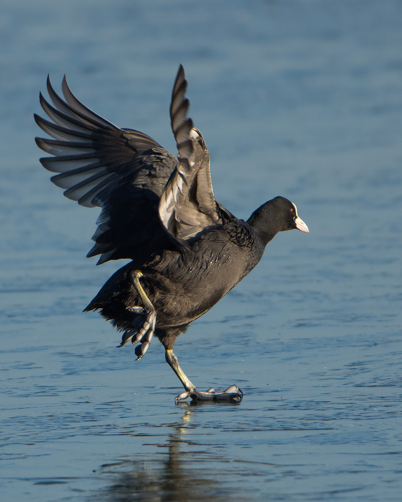 Skating Coot