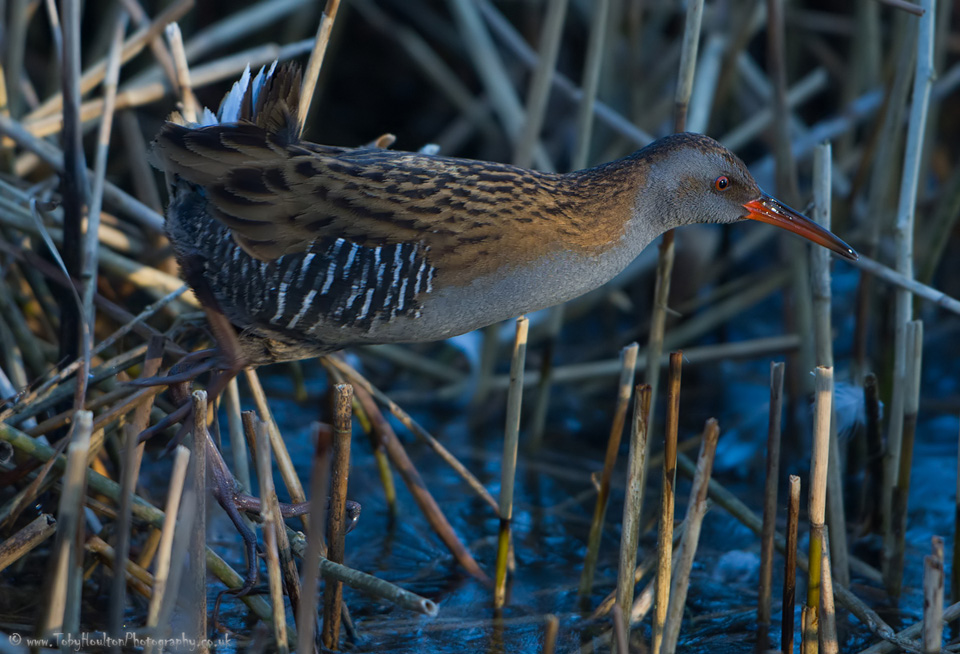 Water Rail dashing through reeds