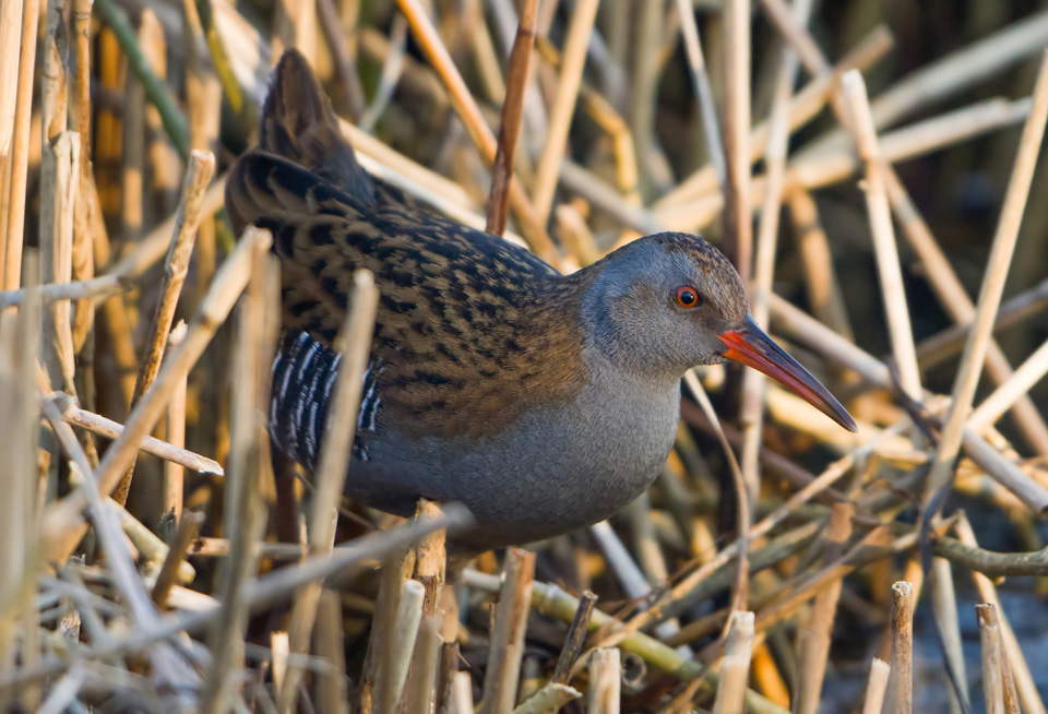 Water Rail amongst reeds