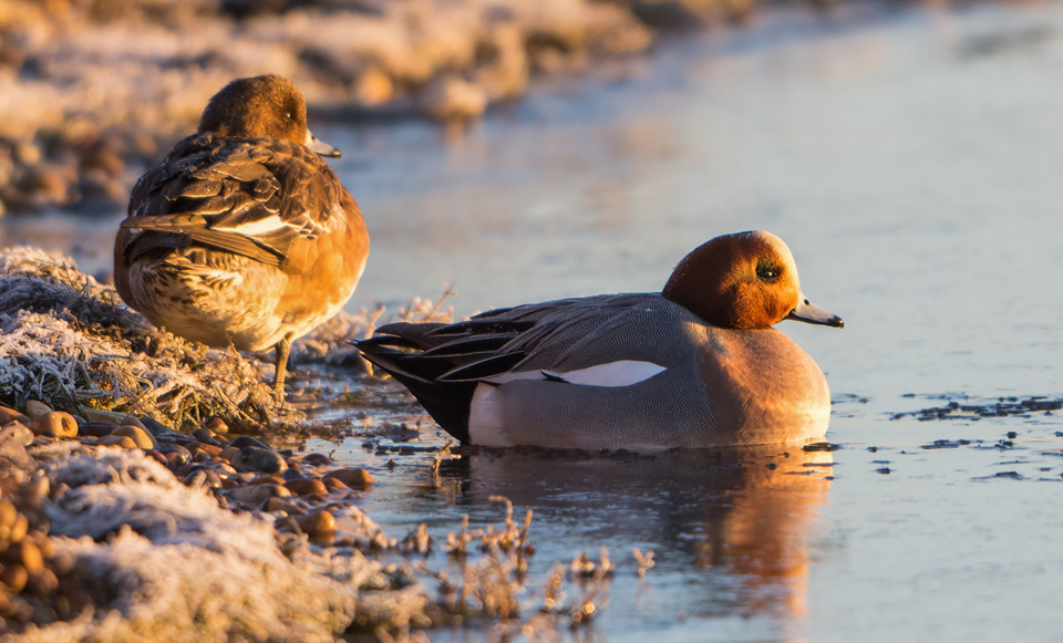 Widgeon at dawn on frosty morning