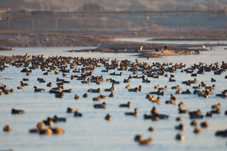 Wildfowl at Rye