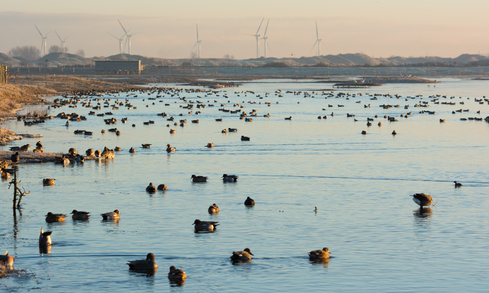 Wildfowl at Rye taken with wider view