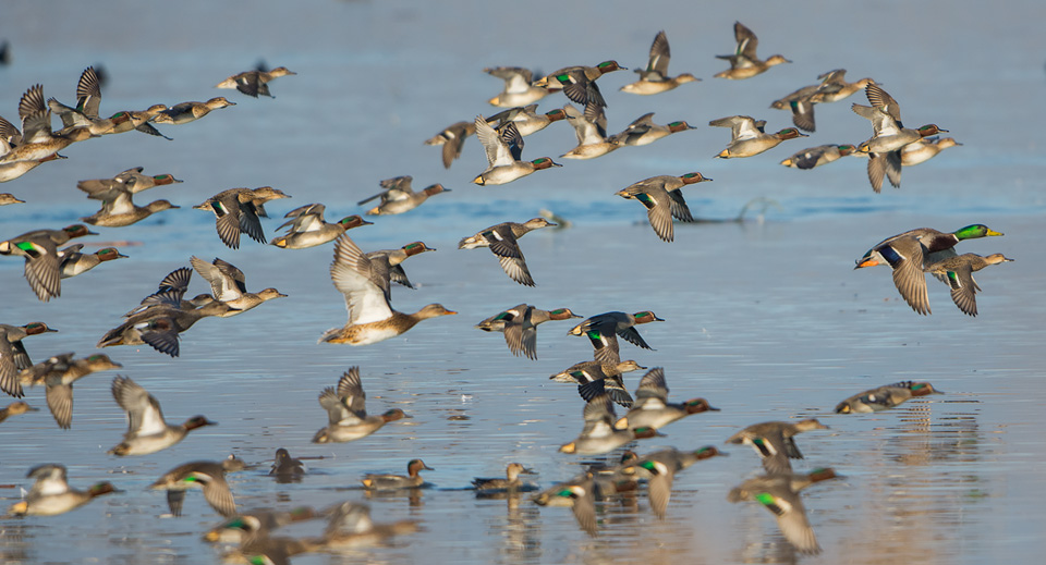 Wildfowl flock takes flight as a Marsh Harrier approaches