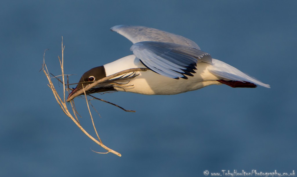 Black Headed Gull with nesting material - Rye Harbour