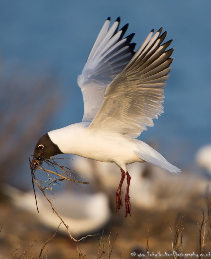 Black Headed Gull with nesting material - Rye Harbour